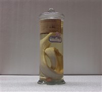 藏品(海鰻)的圖片